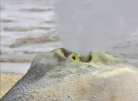Source hydrothermale Hveravellir (Islande)